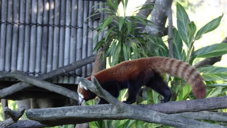 red panda walking on a tree branch