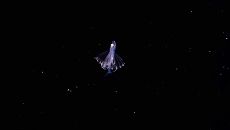 a larval tripodfish (bathypterois sp.) filmed at night during a blackwater dive, it's slowly swimming upward. it's fin patterns mimics a jellyfish