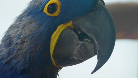 primer plano retrato lateral de un hermoso loro guacamayo jacinto azul