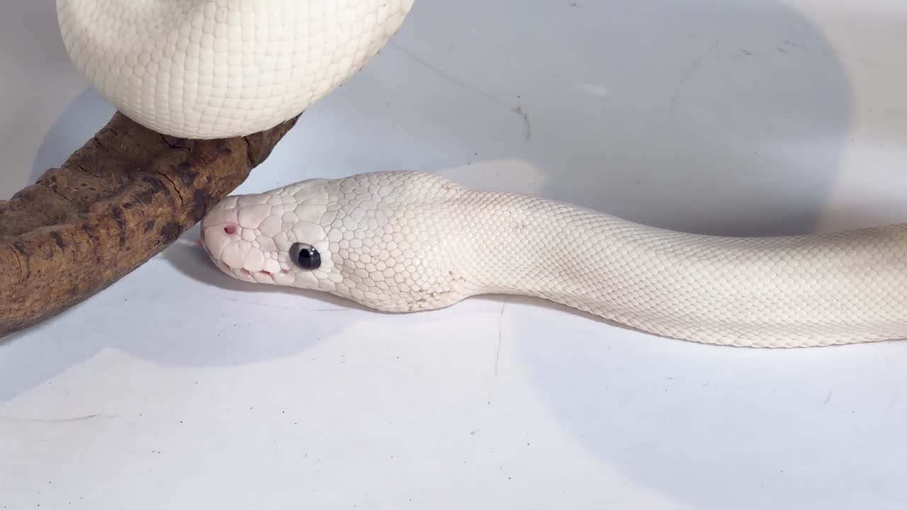 Un pitone reale leucistico bianco striscia su una superficie luminosa mentre viene maneggiato delicatamente