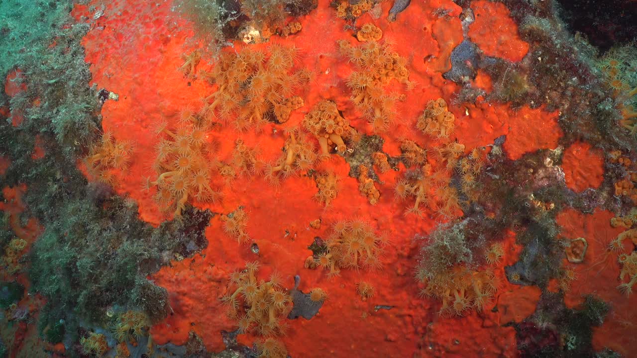 Orange Tubastrea daisy coral on underwater reef in the mediterranean sea