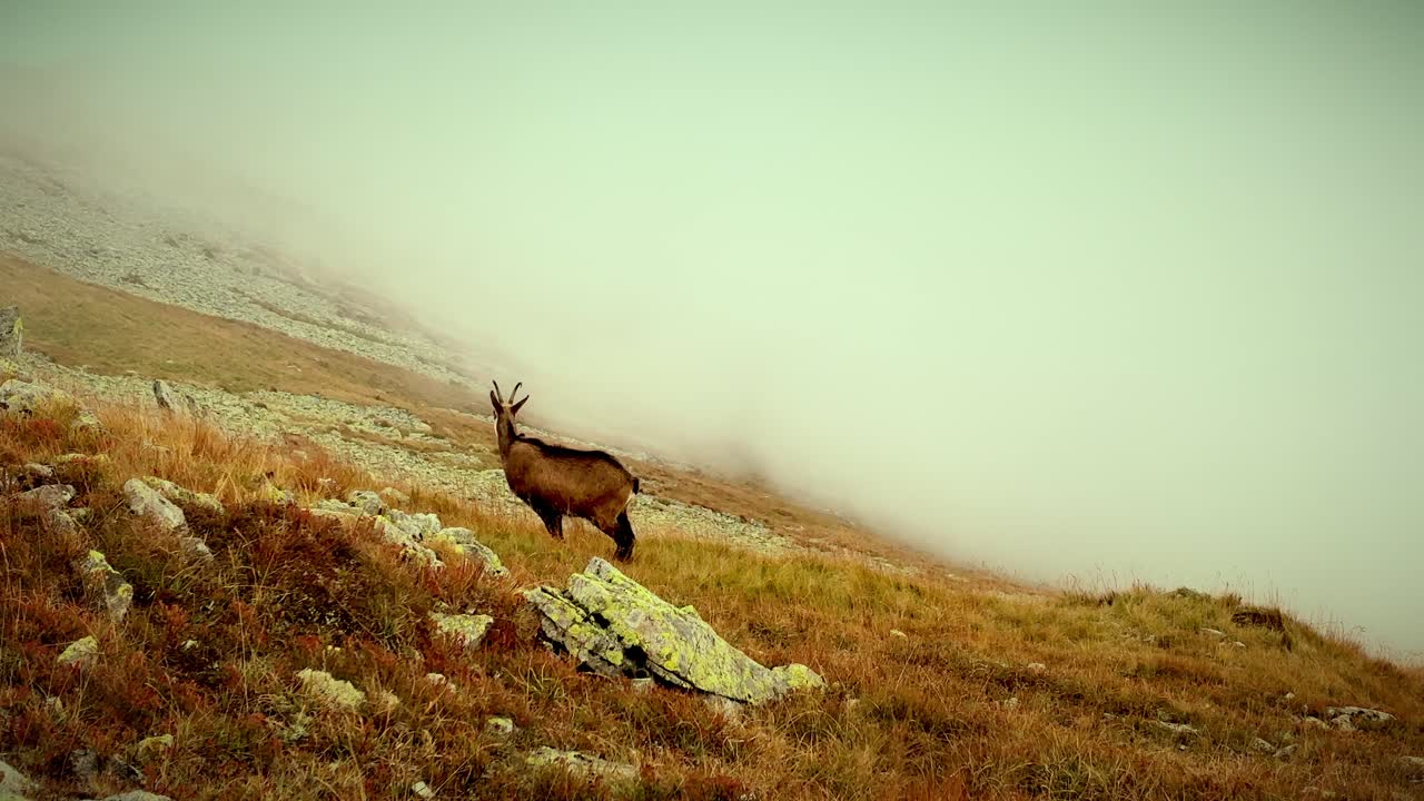 Wild goat looks away in rocky alpine slope under hazy light in High Tatras mountains, static across clouds