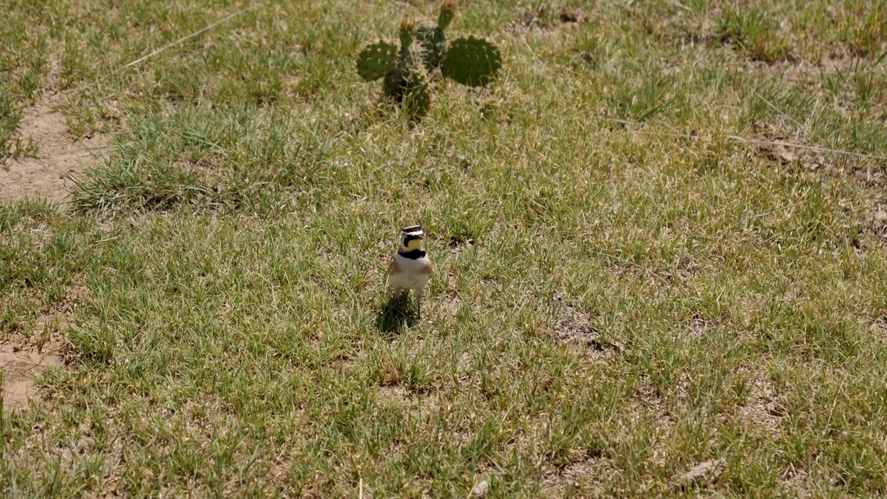 Allodola cornuta in piedi nell'erba della prateria al Little Jerusalem Badlands State Park, Kansas.