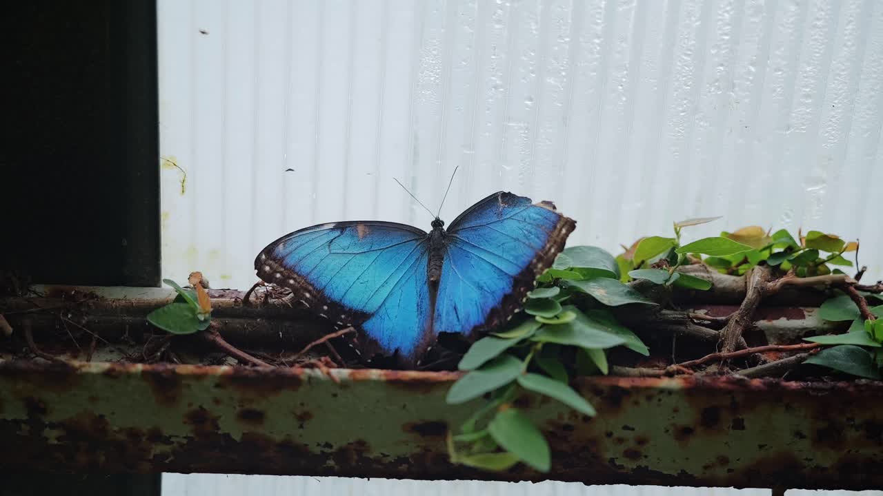 Iconic blue wings of tropical Morpho butterfly shimmer gently, butterfly habitat