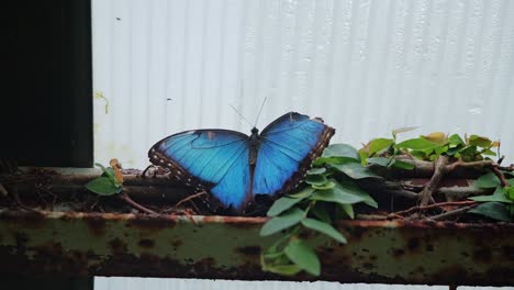 iconic blue wings of tropical morpho butterfly shimmer gently, butterfly habitat