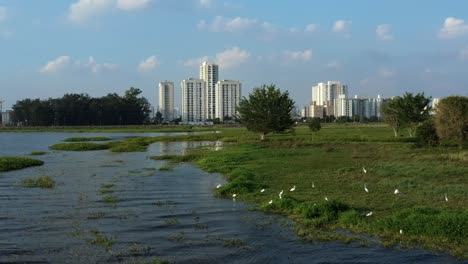 Tiro-Giratorio-De-Drones-Aéreos-Desde-El-Embalse-De-Guarapiranga-Hecho-Por-El-Hombre-En-El-Sur-De-São-Paulo,-Brasil-Con-Rascacielos-En-El-Fondo-Y-Una-Bandada-De-Garcetas-Descansando-En-La-Costa-En-Una-Tarde-De-Otoño