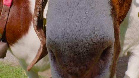 The fascinating face of a Boer Goat in the beauty of Berglist&uuml;ber