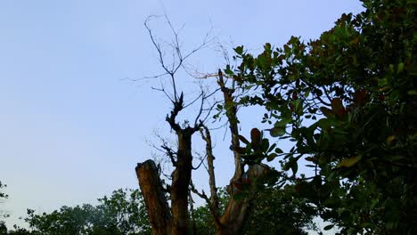 a dead tree stands among lush green foliage from other trees as the wind moves them