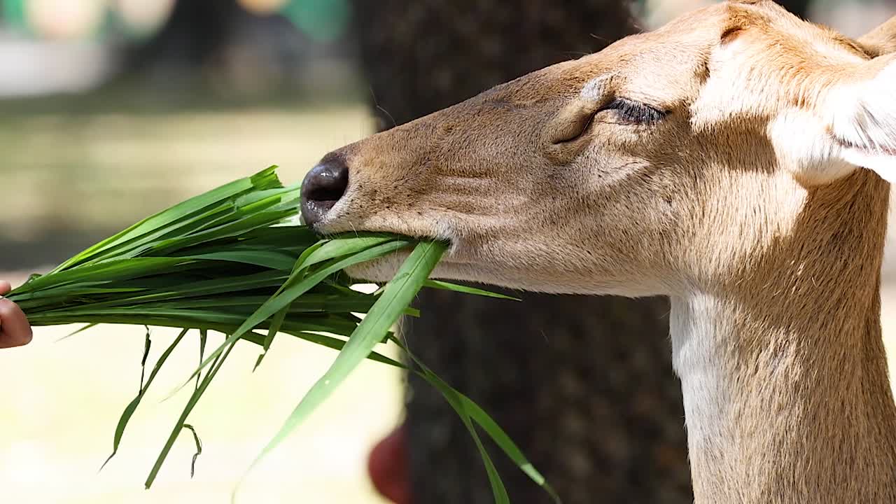 Vista dettagliata del profilo di un'antilope che mastica un fascio di erba verde all'aperto