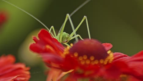 Piernas-Y-Abdomen-De-Saltamontes-Verde-Sentado-En-Flor-Roja-De-Helenium-Sneezeweed-Contra-Fondo-Verde-Borroso