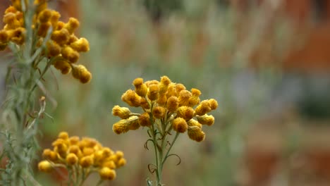 golden flower cluster gently moving in the breeze, spring time bloom