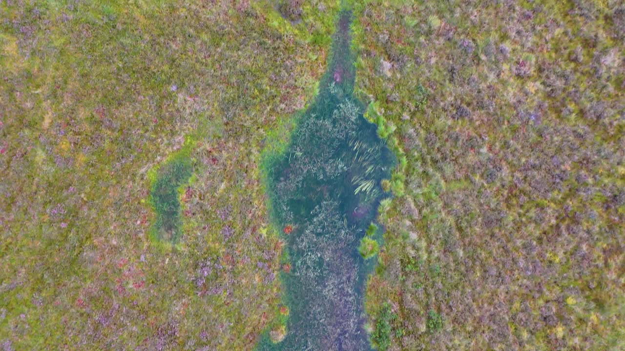 Drone camera glides above a lush wetland in the Scottish Highlands, revealing winding water channels, dense grasses, and vibrant summer vegetation in soft daylight