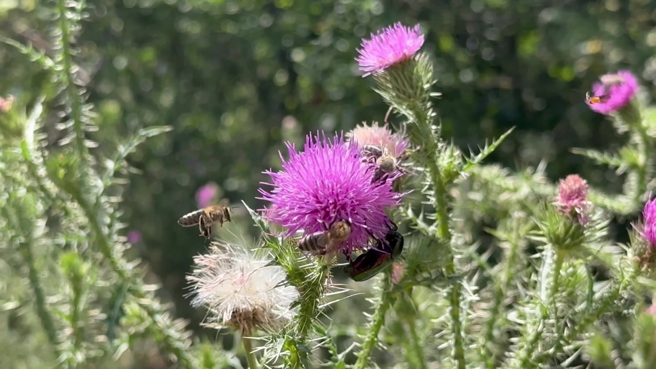Video in risoluzione 4K 3840x2160 - L'ape e un insetto su un cardo in una giornata estiva di sole
