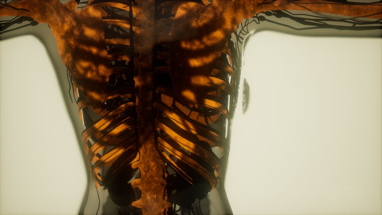 los huesos del esqueleto humano escanean brillando