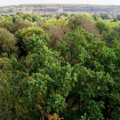 mixed trees in the forest. beautiful scenery. tops of trees. amazing nature background. flying over the trees in early autumn. slow flight.