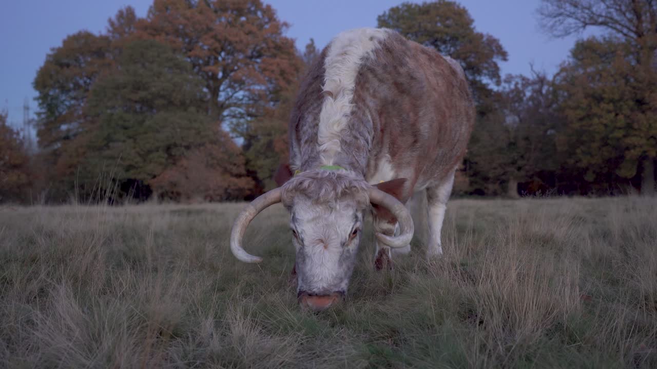 황혼에 완스테드 공원에서 풀을 뜯는 영어 롱혼 암소, 낮은 각도를 닫습니다