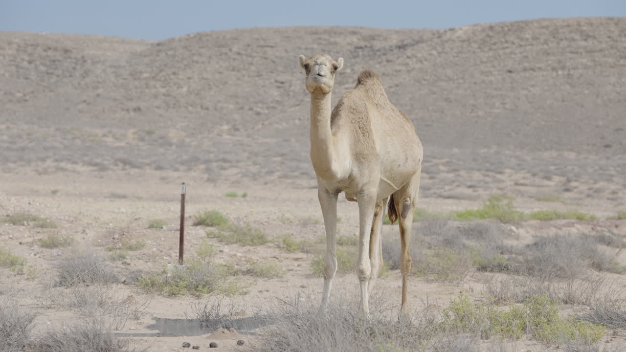 A camel standing alone in a vast desert landscape under clear skies in Oman