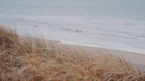 beachgrass moving in wind beside beach in ameland