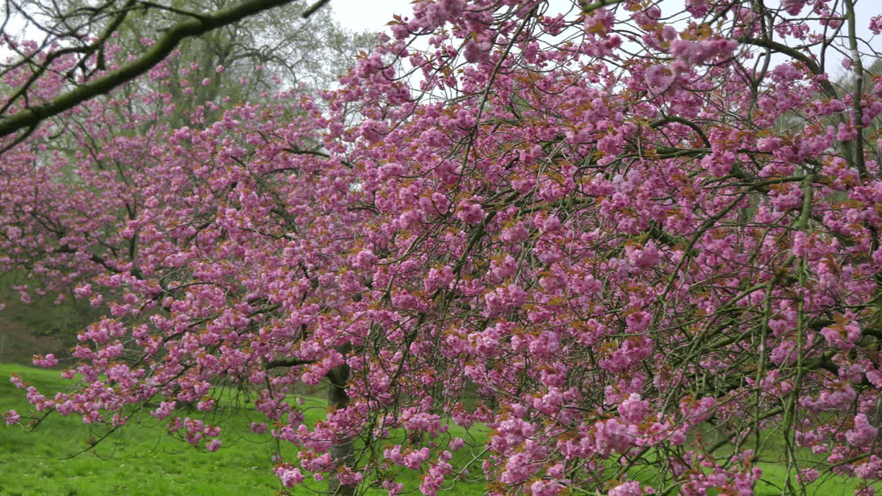 Tracking 4k footage of Japanese Cherry Blossom Trees, catching the spring sunshine, nestled on the hillside of the Queen’s Windsor Great Park, Surrey, UK