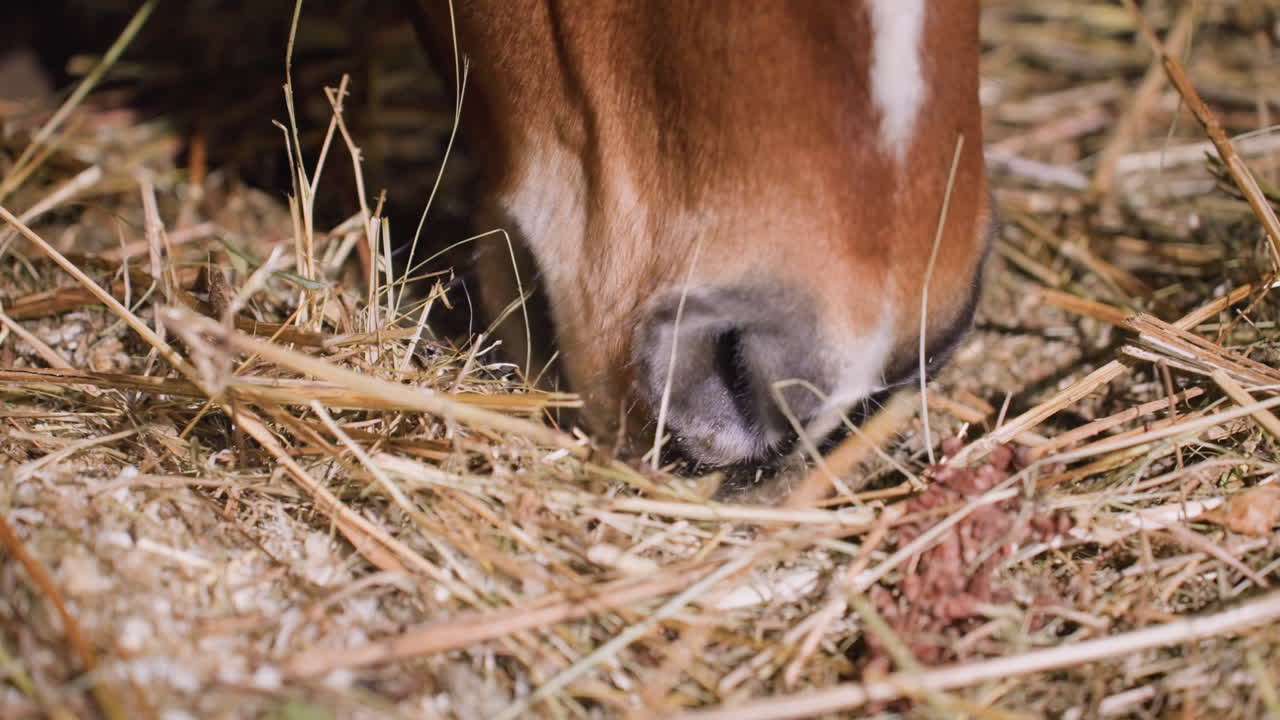Nahaufnahme einer Pferdeschnauze, die Heu suchend knirscht und schnüffelt, aufeinanderfolgende Bilder zeigen untersuchendes Knabbern, schnelles Schnüffeln, Getreide verstreuen und Stroh verschieben, Dämmerungsbeleuchtung im Stall und taktiles Stroh.