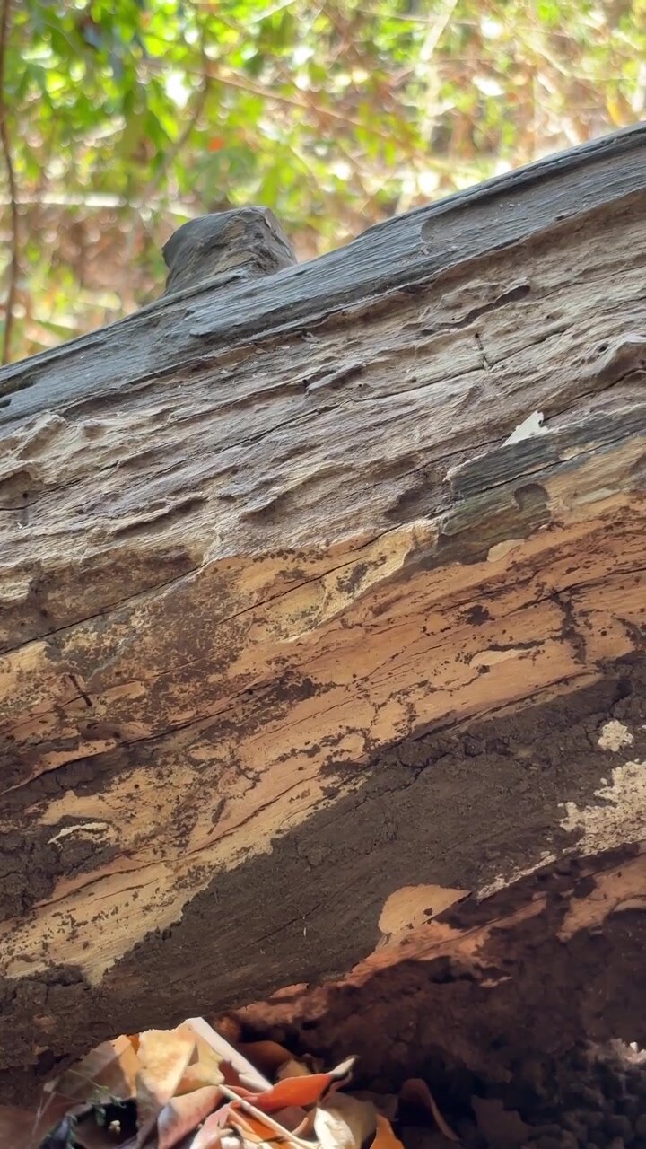 Piccola lucertola che si nasconde su un tronco d'albero caduto nella foresta.