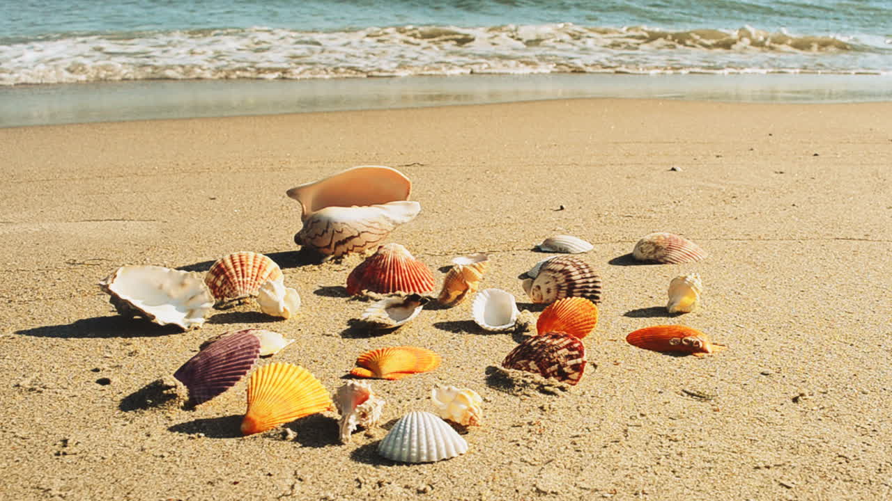 Shells on the beach. Shooting on the beach