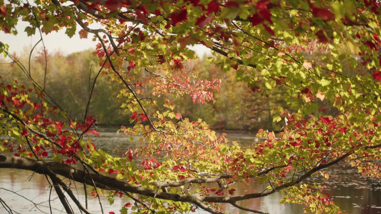 Close-up view of vibrant autumn leaves on tree branches in a forest, North America, Quebec, Montreal, Canada.
