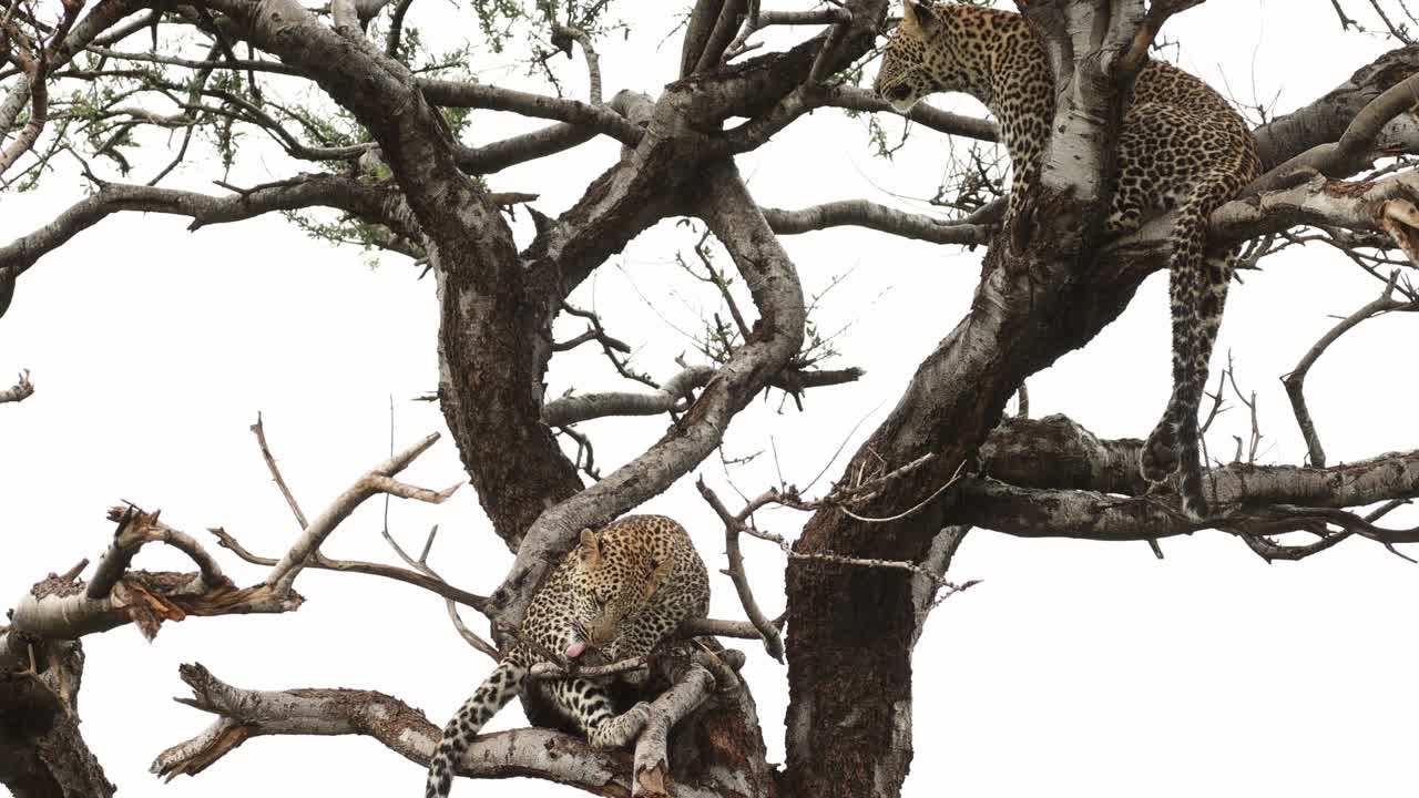 Two leopard cubs sitting up in a tree grooming themselves, Mashatu Game Reserve.