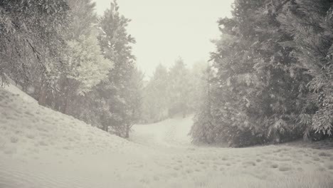 camino del bosque nevado