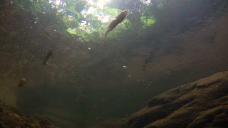 El-Parque-Nacional-Kaeng-Krachan-Es-El-Hogar-De-Muchos-Animales-Salvajes-Fantásticos-Y-Los-Arroyos-Son-Una-Fuente-De-Vida-De-Agua-Dulce-Para-Que-Los-Animales-Beban-Y-Los-Peces-Naden.