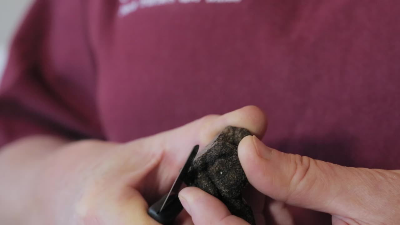 Slicing black truffle in Australia. Tuber melanosporum, called the black truffle, Périgord truffle or French black truffle, is a species of truffle native to Southern Europe.