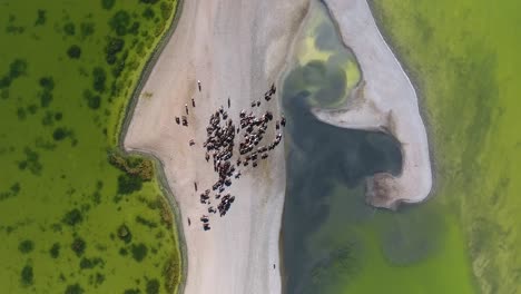 aerial drone shot top view herd of horse along a lake in mongolia.