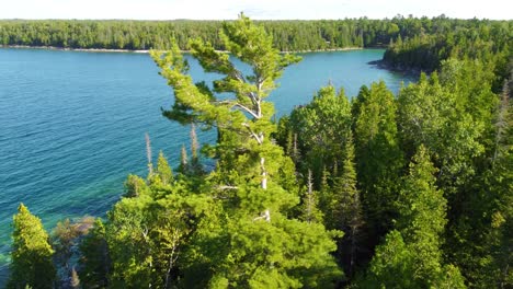 Aerial-fly-over-of-coniferous-forest-of-Georgian-bay-on-stunning-bright-sunny-day,-closeup-to-needles-of-tree