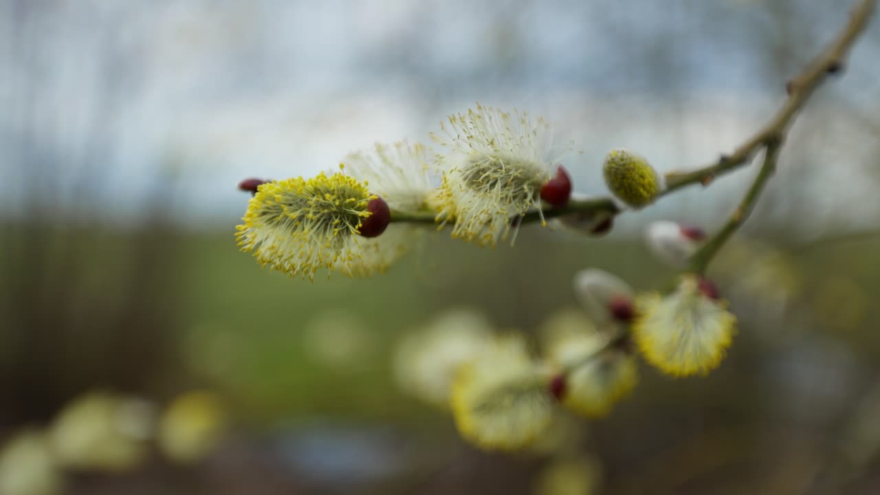 rama de sauce de la primavera