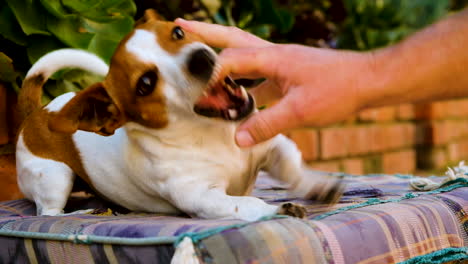 cute white and brown jack russell very playful as owner teases it