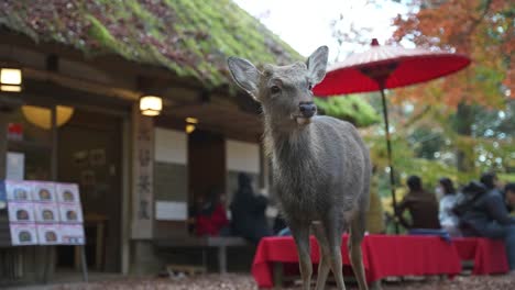 nara japón