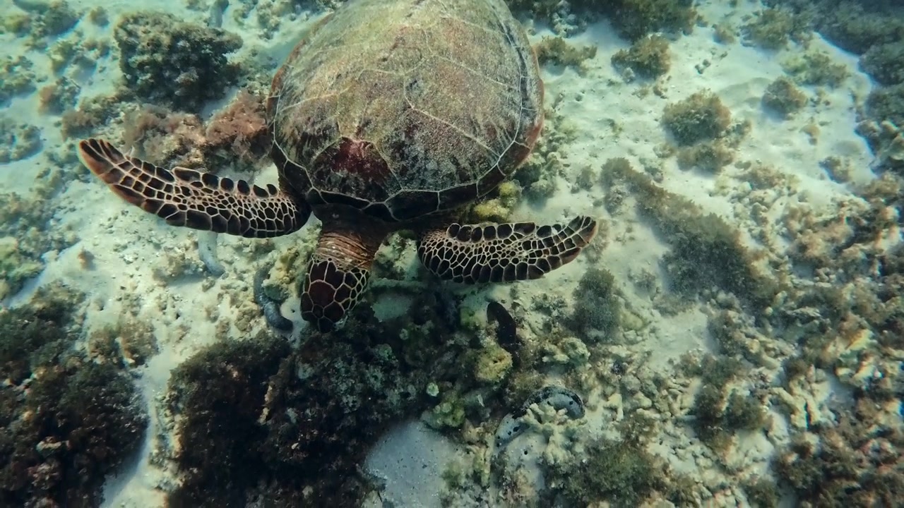 turtle swims in the seabed
