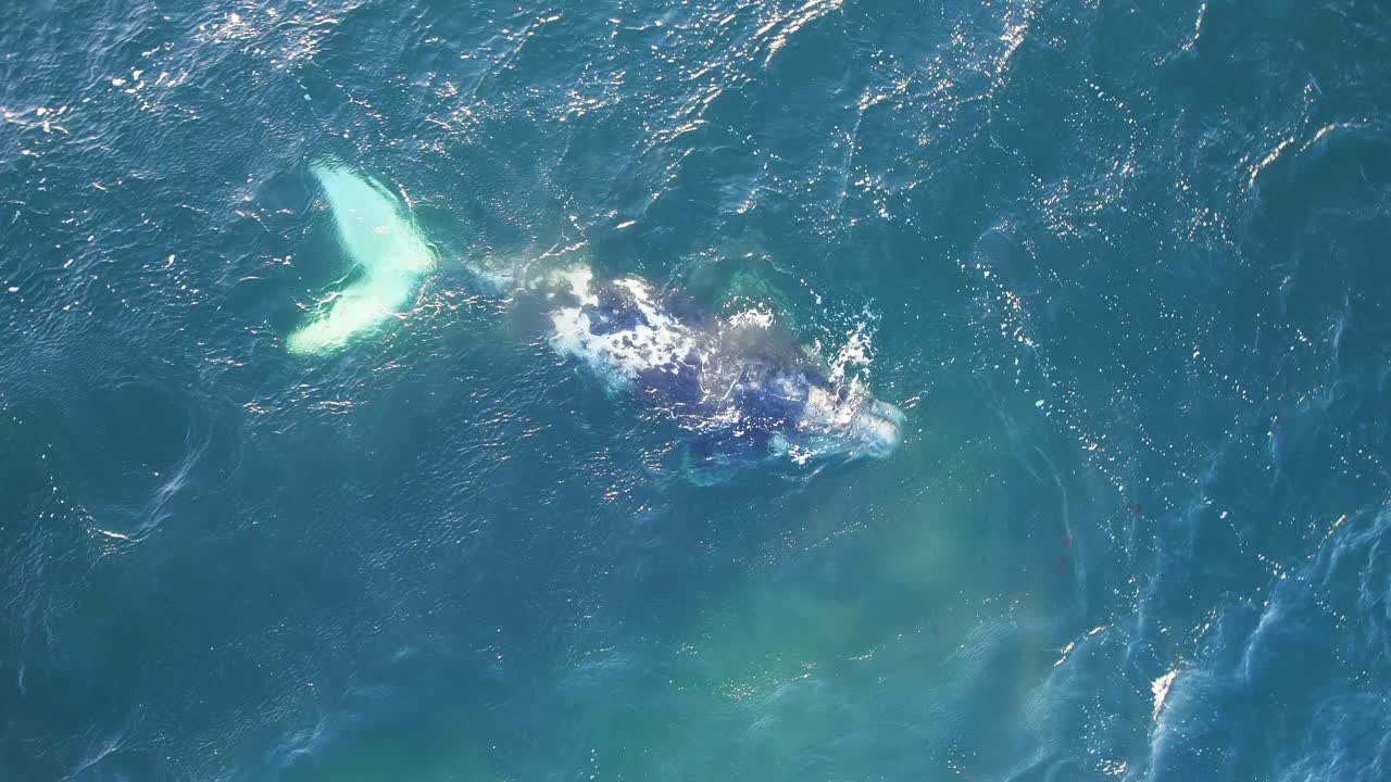 ⁇ 색 표시가 있는 싱그 남부 오른쪽 고래의 오버헤드 사진 수영 , 루시스틱 상태