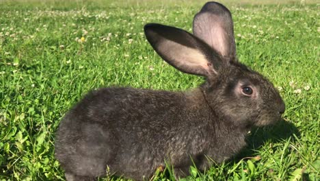 a dark-colored rabbit in a sunny green field
