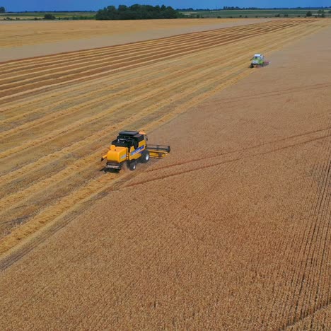 Harvester on gold wheat fields. Agricultural landscape ripe wheat harvesting. Panoramic view from above