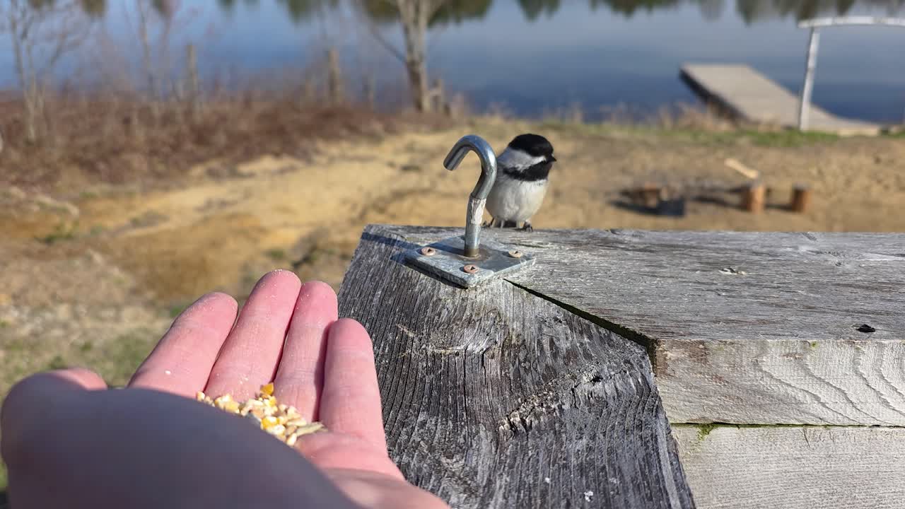 Hand feeding bird outdoor Chickadee songbird wildlife human interaction