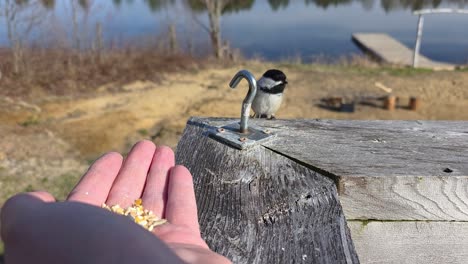 hand feeding bird outdoor chickadee songbird wildlife human interaction