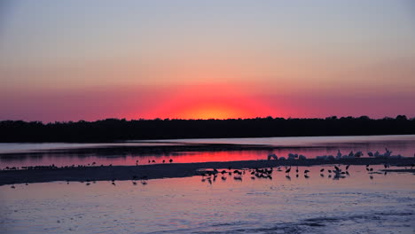 Küstenvögel-Bei-Sonnenuntergang-Entlang-Der-Feuchtgebiete-Der-Küste-Von-Florida-4