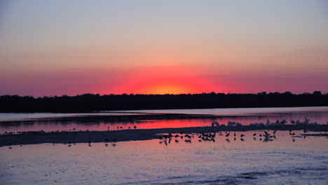 shorebirds at sunset along the wetlands of floridas coast 4