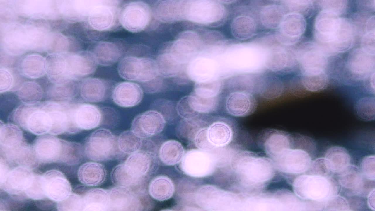 4k의 아름다운 보케와 빛  (보라색과 색)