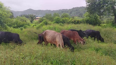 a herd of cows grazing in meadows on a rainy day with mountains and pastures in the background