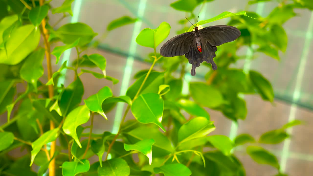 Close up shot with the pink rose butterfly (Pachliopta kotzebuea), sitting on a leaf