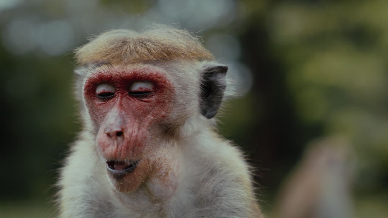 Nærbillede af ansigtet på en vild makakabe nær gamle buddhistiske tempelruiner i Polonnaruwa, Sri Lanka