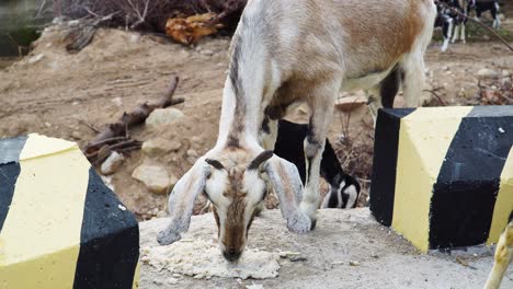 Close-up-static-shot-of-goats-eating-on-side-of-road