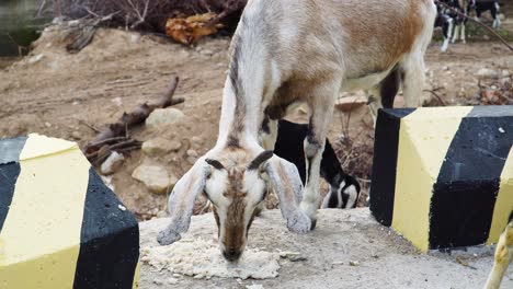 close up static shot of goats eating on side of road